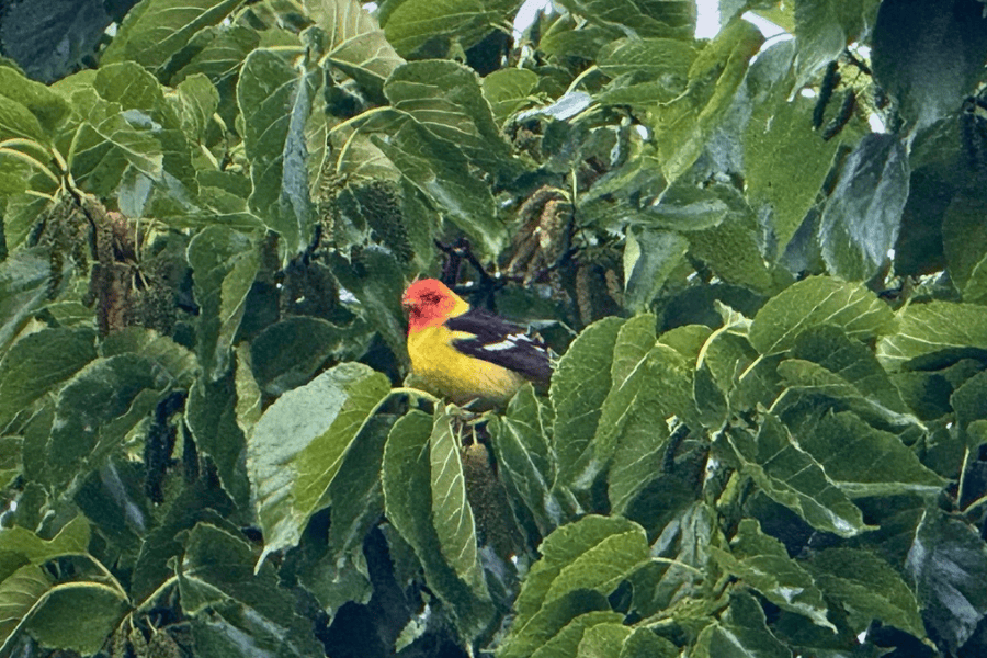 western tanager